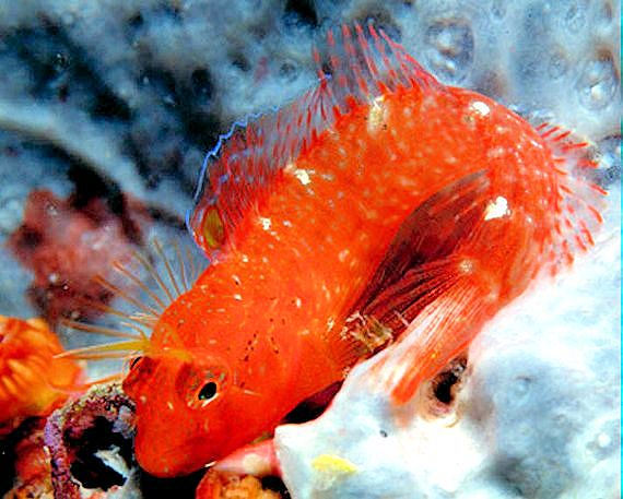 Parablennius zvonimiri_006